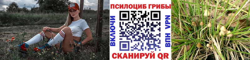 закладка  Яхрома  Псилоцибиновые грибы Cubensis 